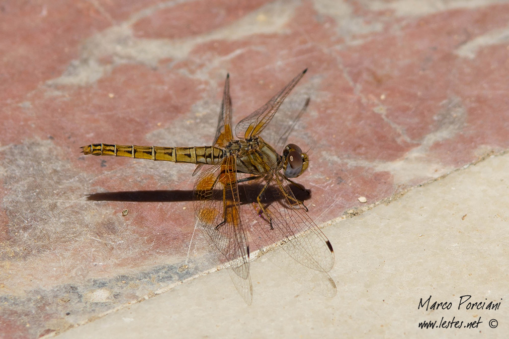 Trithemis kirbyi